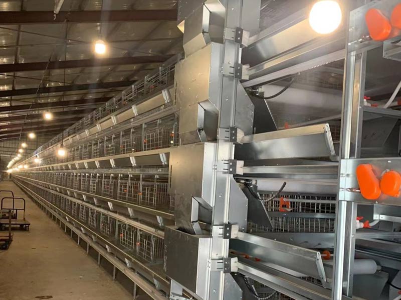 自動化養雞設備養雞怎樣選址