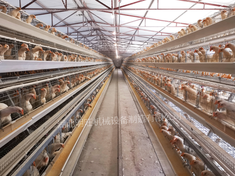 階梯式籠養(yǎng)設(shè)備